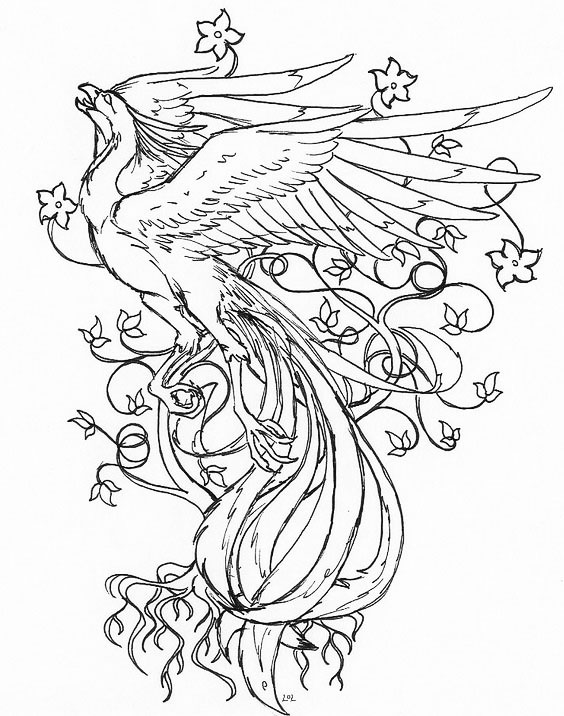 凤凰白描线稿图,百鸟之王凤凰图片唯美