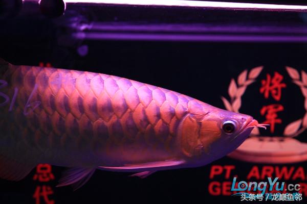 「龙巅鱼邻人物访谈」“真性情”张国刚