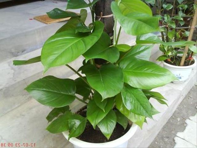 大叶绿萝怎么种植方法和注意事项,大叶绿萝怎么养叶子才多