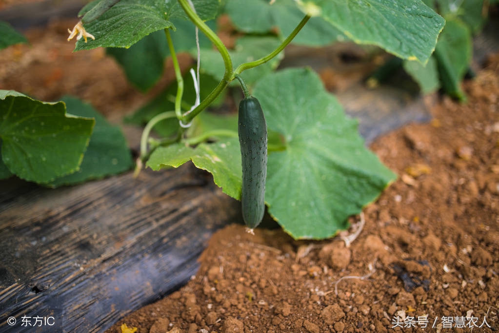 农作物药害怎么去除,农作物出现药害怎么解