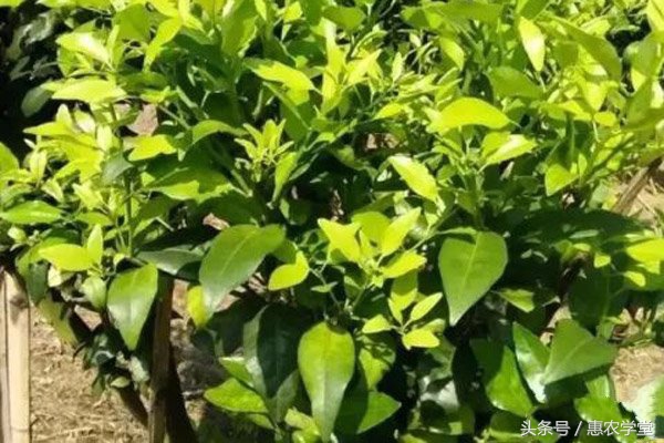 柑橘秋梢的病虫害,柑橘春梢预防什么病虫害