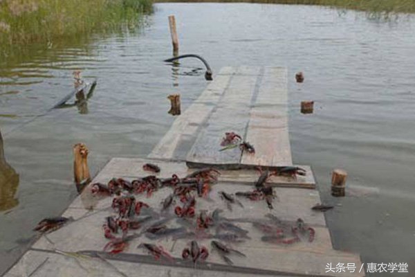 养殖小龙虾要怎么管理,小龙虾养殖如何管理