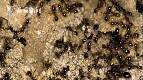 被蚂蚁咬伤致命事件,被蚂蚁咬伤的人有哪些表现