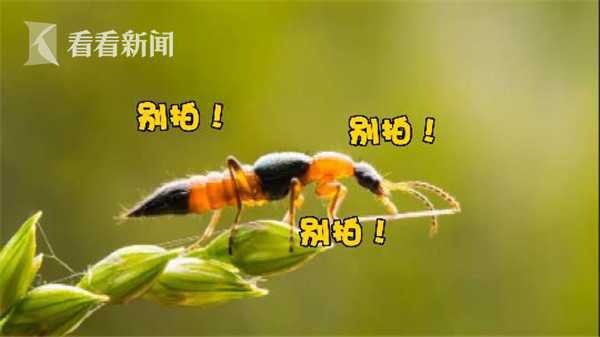 被蚂蚁咬伤致命事件,被蚂蚁咬伤的人有哪些表现