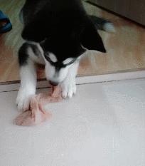 小二哈被女主人骂后白眼睛,小二哈咬主人的袜子