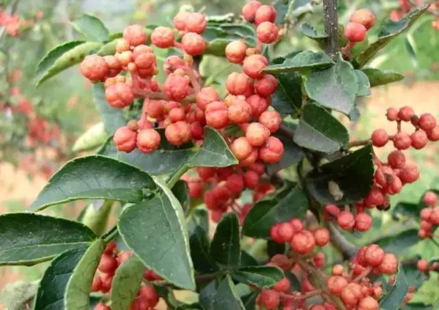 陕西韩城万亩花椒,急需大量采椒客