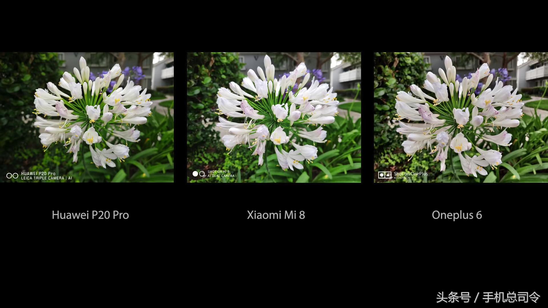 王自如手机拍照测评,王自如惊艳的照片