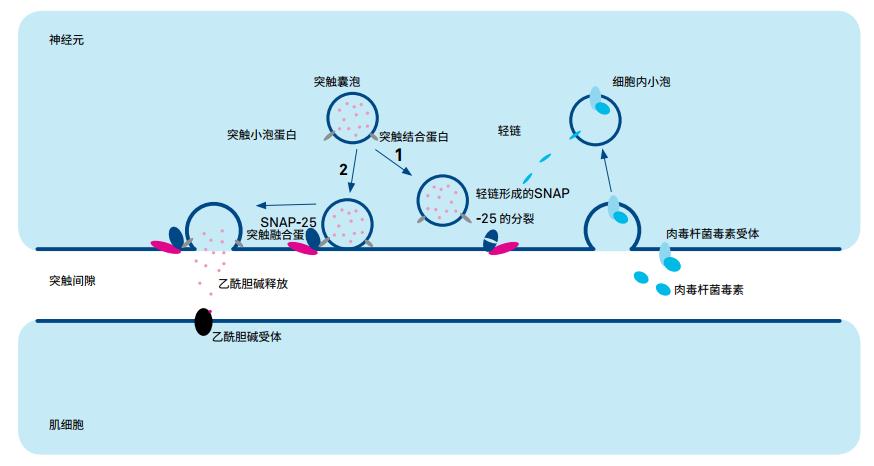 多肽恩仇录——谈谈护肤品中的多肽