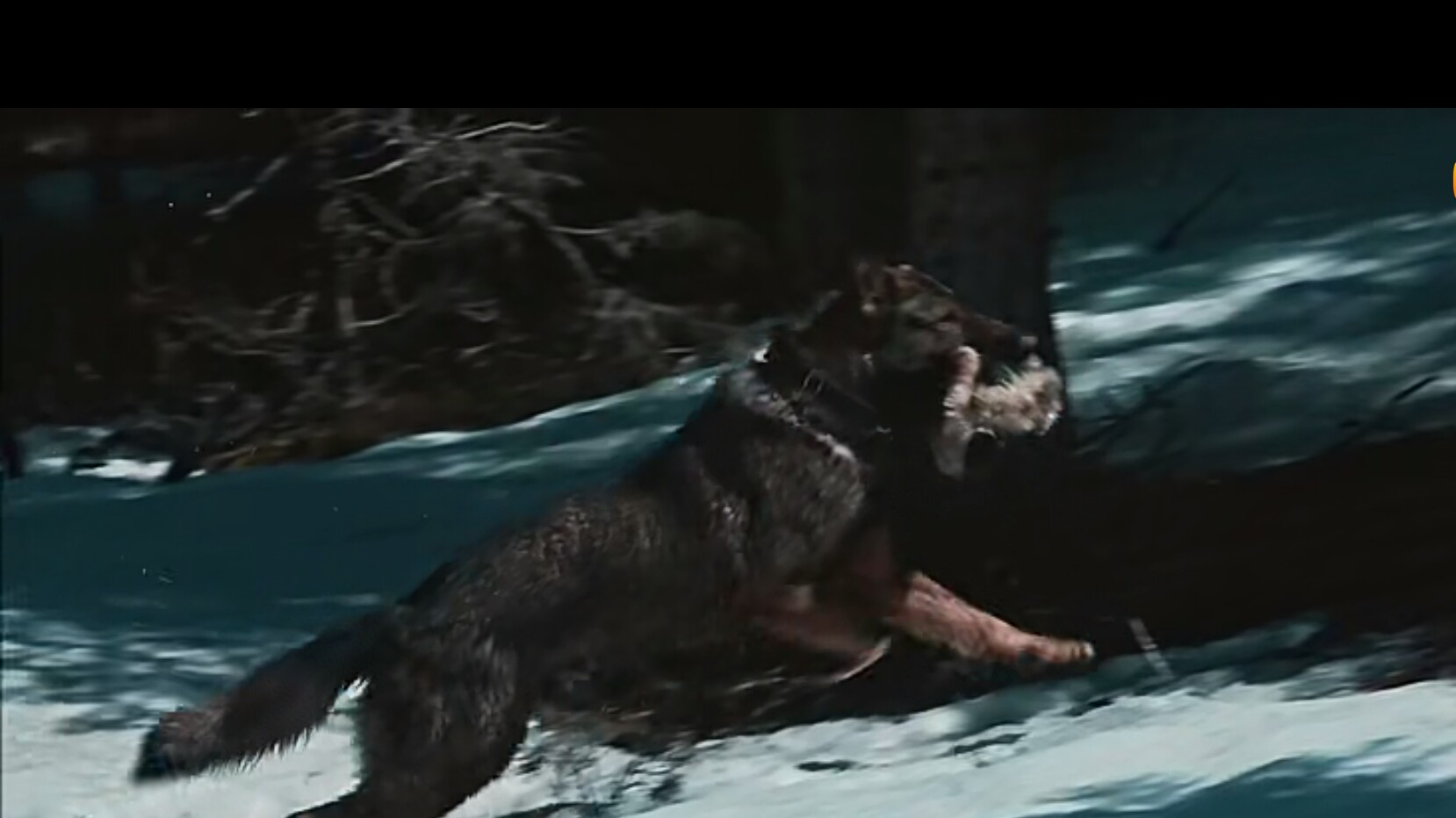 血狼犬电影高清完整版免费观看,狗哭怕狼