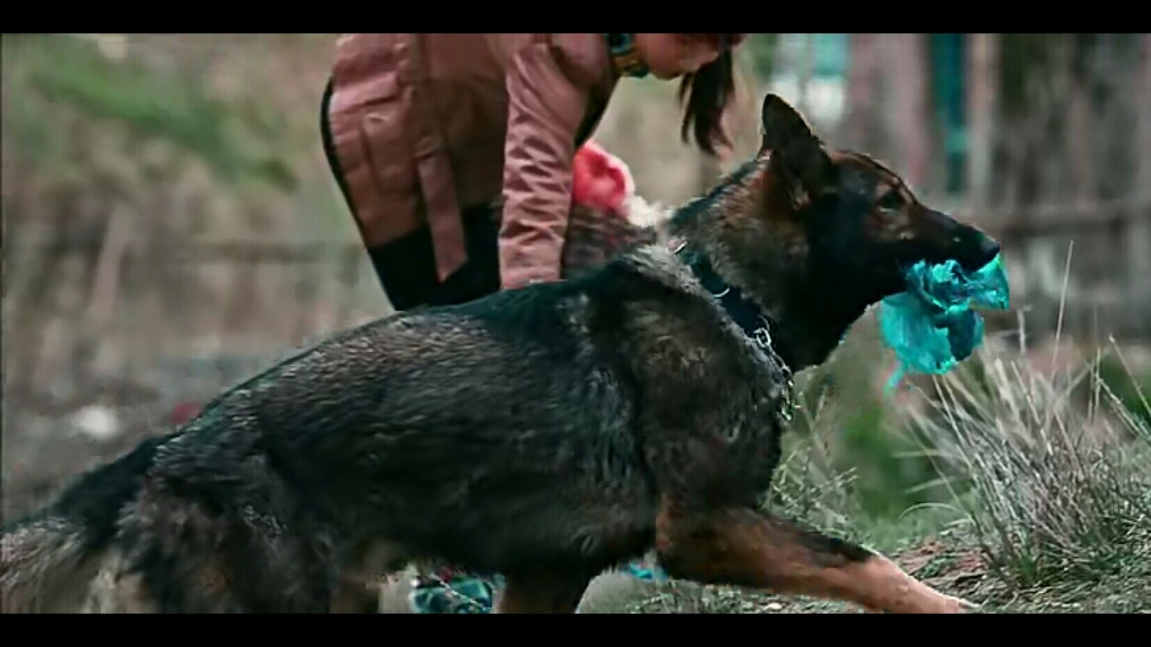 血狼犬电影高清完整版免费观看,狗哭怕狼