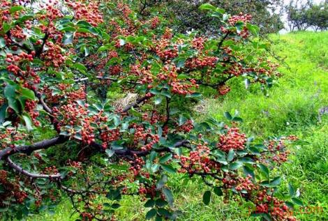 韩城100亩花椒年利润 (韩城花椒最新价格鲜椒)