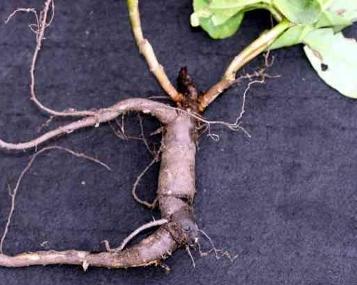 医药十大你不知道的冷知识,医药界的十大顽疾