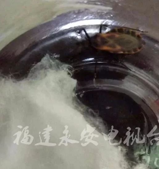 近期出现的毒虫,三明市永安区疾控中心