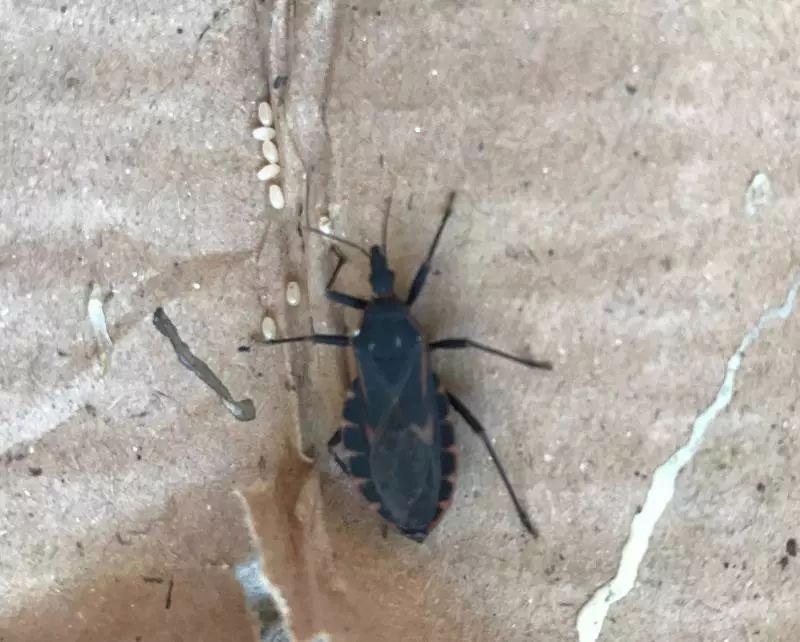 近期出现的毒虫,三明市永安区疾控中心