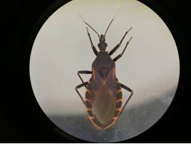 近期出现的毒虫,三明市永安区疾控中心