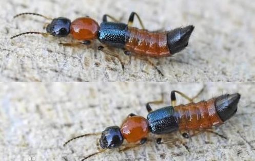 近期出现的毒虫,三明市永安区疾控中心