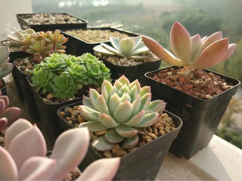 多肉要注意哪些病虫害防治,多肉植物浇水方法及注意事项