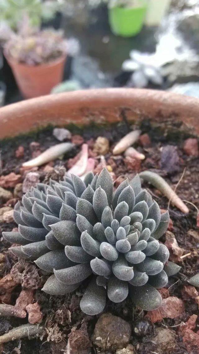 多肉要注意哪些病虫害防治,多肉植物浇水方法及注意事项