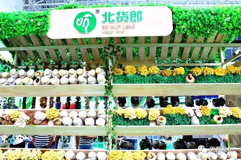 聚焦|七月“森博”热林城