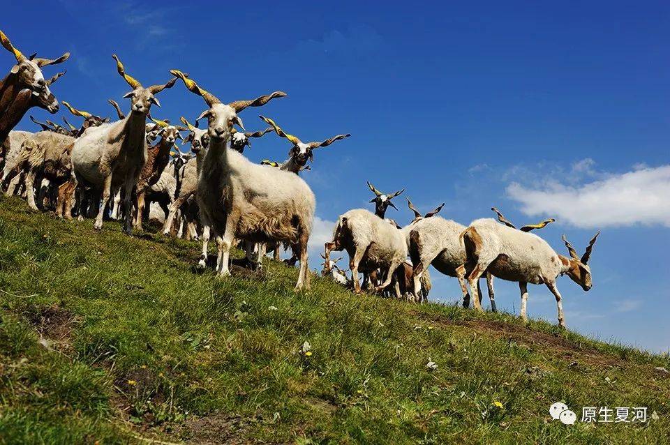 甘南行首站夏河美景,旅游甘南到了夏河下一站应该到哪