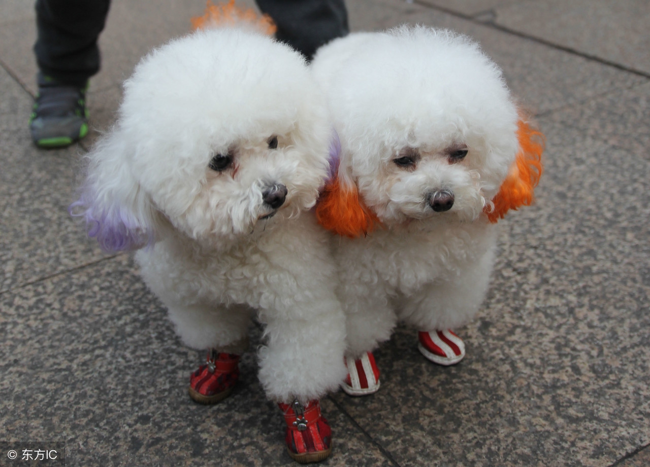 贵宾怎么分别品种,贵宾大小区分