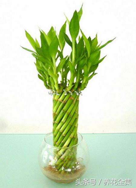家养富贵竹叶子发黄的原因,屋内富贵竹叶子发黄怎么办