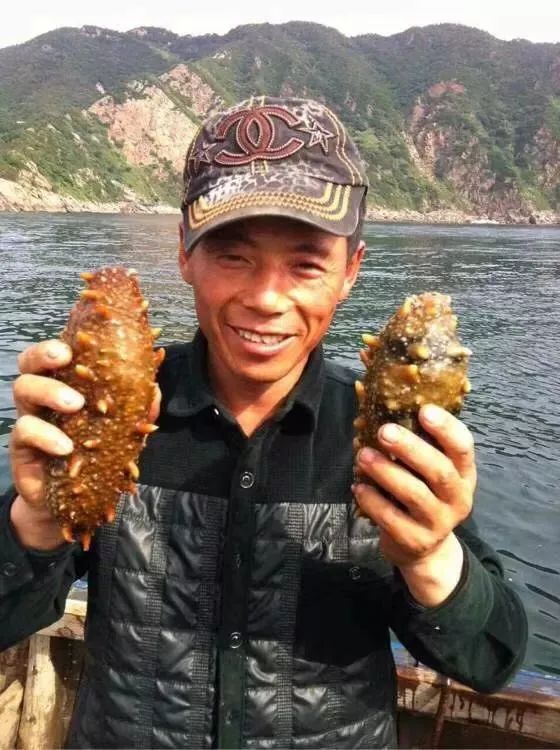 海参你必须知道的那些事,海参市场内幕视频