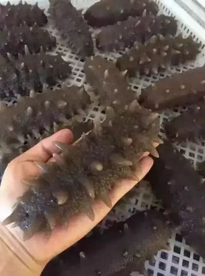 海参你必须知道的那些事,海参市场内幕视频