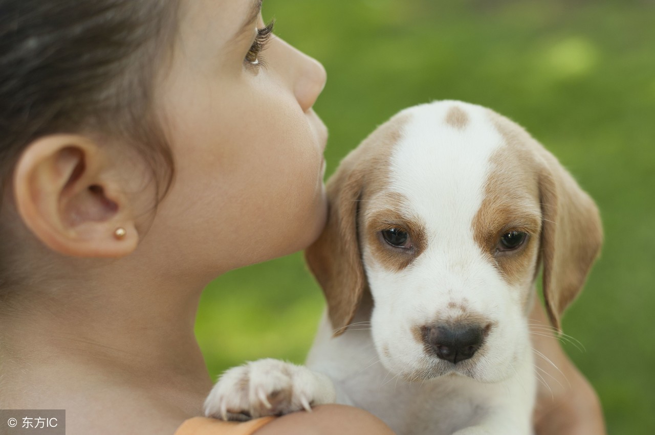 硼酸洗液能去狗狗泪痕吗,狗狗眼睛去泪痕