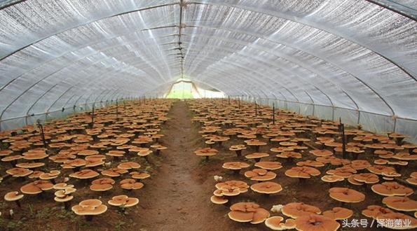 食用菌种植技术员都干什么,食用菌需要培训吗