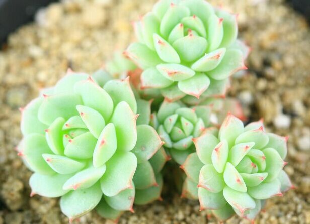 多肉植物的种类和养护技巧,常见多肉植物养护心得