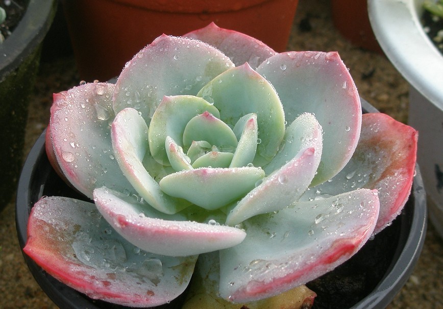 多肉植物的种类和养护技巧,常见多肉植物养护心得