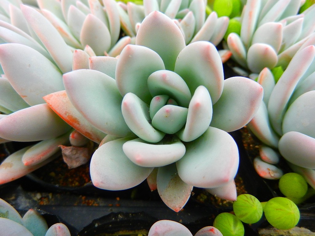 多肉植物的种类和养护技巧,常见多肉植物养护心得