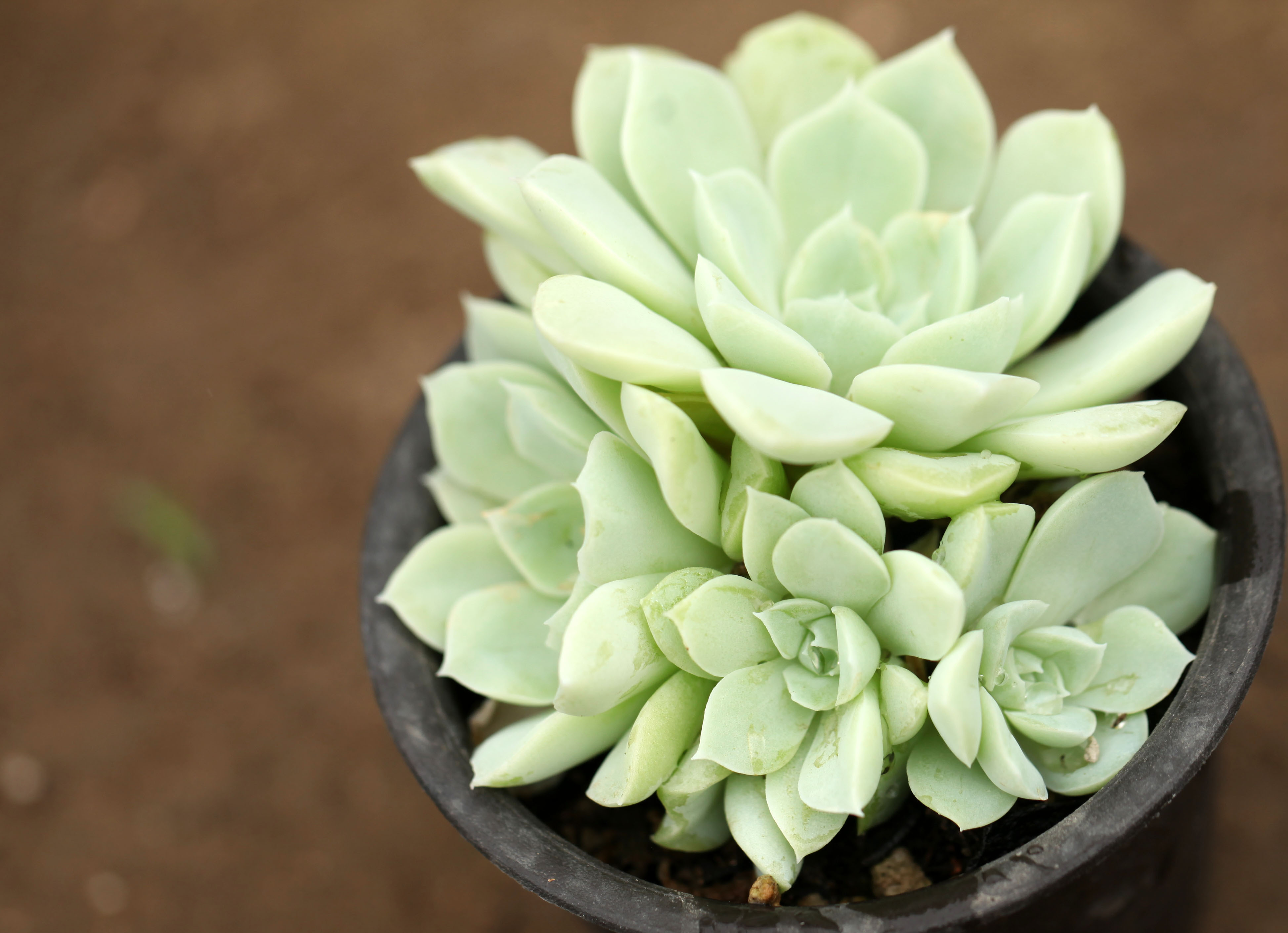 多肉植物的种类和养护技巧,常见多肉植物养护心得