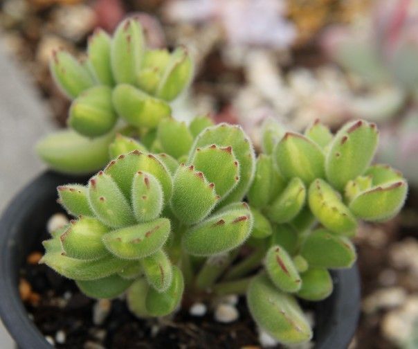 多肉植物的种类和养护技巧,常见多肉植物养护心得