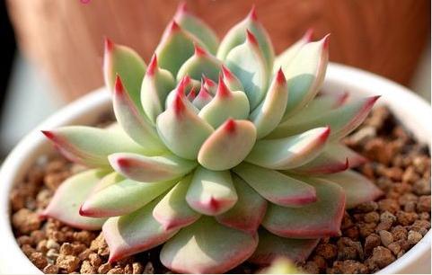 多肉植物的种类和养护技巧,常见多肉植物养护心得