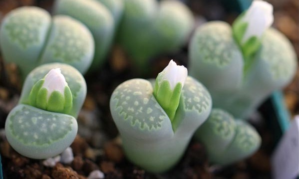 多肉植物的种类和养护技巧,常见多肉植物养护心得