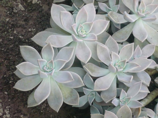 多肉植物的种类和养护技巧,常见多肉植物养护心得