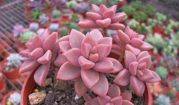 多肉植物的种类和养护技巧,常见多肉植物养护心得