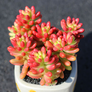 多肉植物的种类和养护技巧,常见多肉植物养护心得