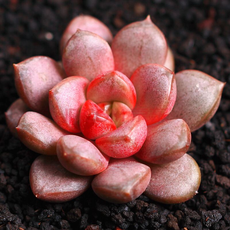 多肉植物的种类和养护技巧,常见多肉植物养护心得