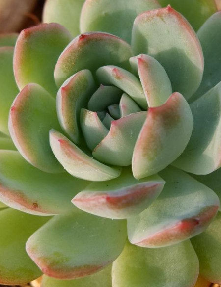 多肉植物的种类和养护技巧,常见多肉植物养护心得