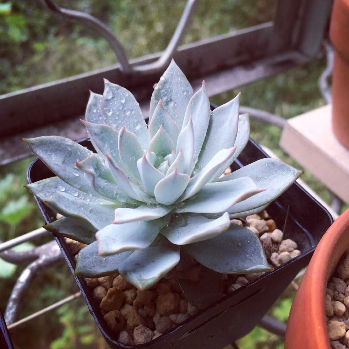 多肉植物的种类和养护技巧,常见多肉植物养护心得