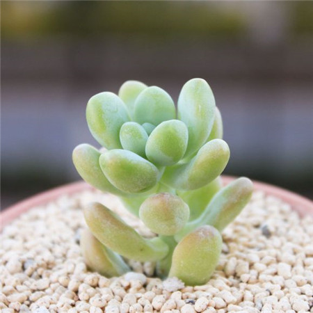 多肉植物的种类和养护技巧,常见多肉植物养护心得