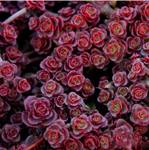 多肉植物的种类和养护技巧,常见多肉植物养护心得