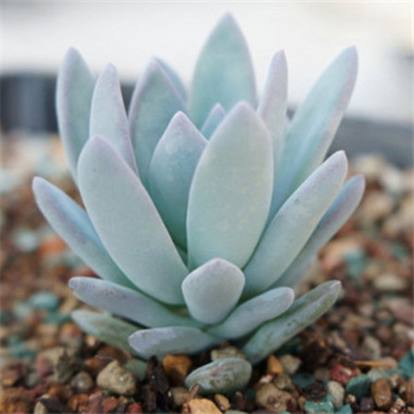 多肉植物的种类和养护技巧,常见多肉植物养护心得