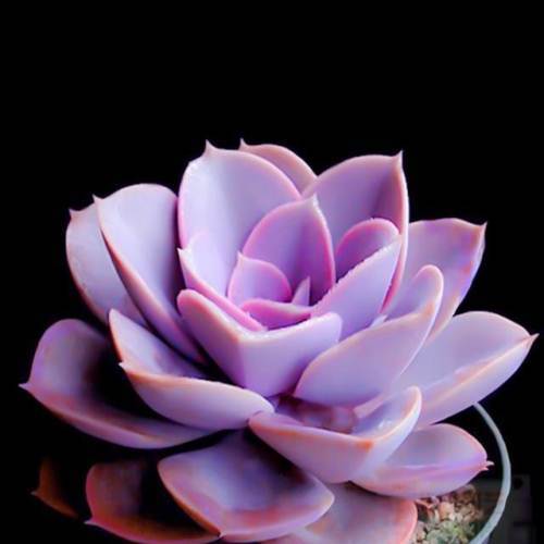 多肉植物的种类和养护技巧,常见多肉植物养护心得