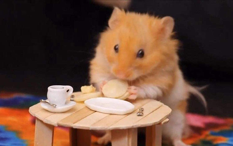 渣粮、品牌粮和自配粮,新手仓鼠粮的选择