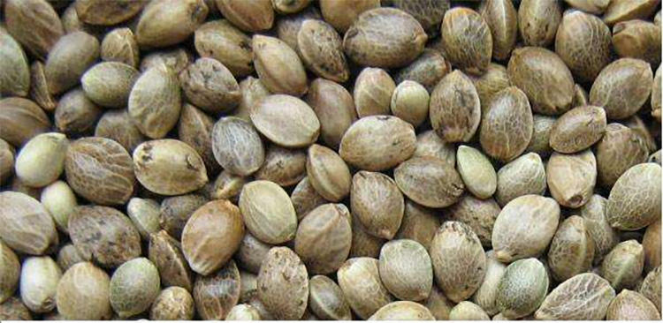 渣粮、品牌粮和自配粮,新手仓鼠粮的选择