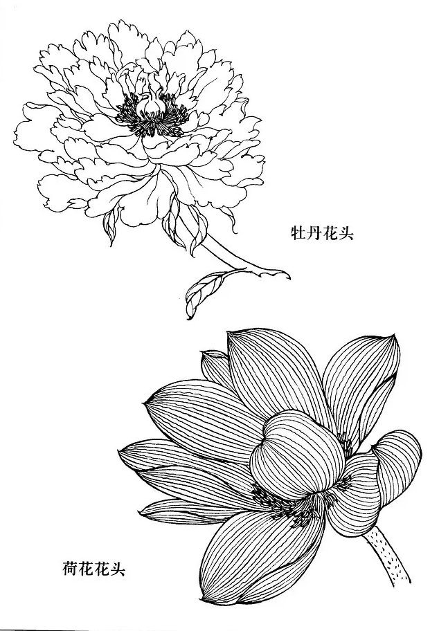 国画工笔白描花卉线稿桃花教程,工笔白描花卉牡丹与上色图